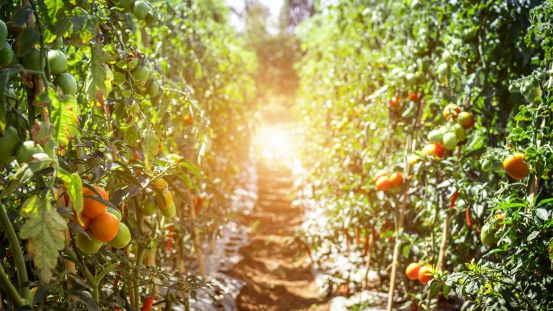 Hoe maak je de perfecte moestuin?