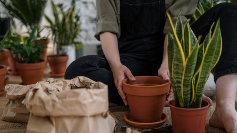 Tips om je tuin op te knappen