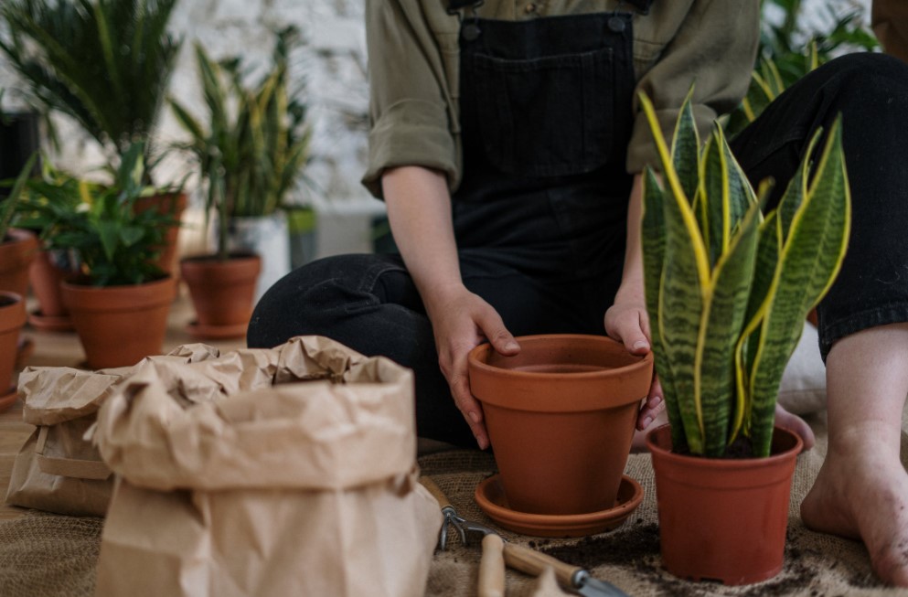 Tips om je tuin op te knappen