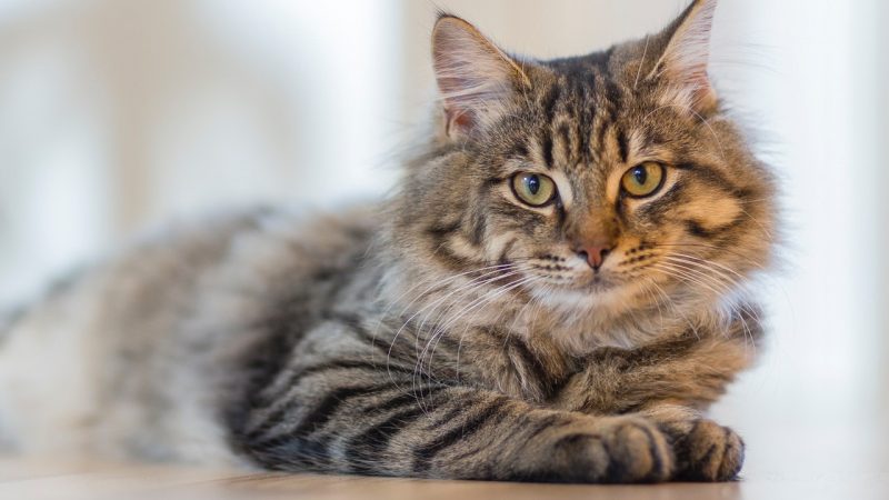 Kattenliefhebbers: welke kattenluik past bij jouw kat?