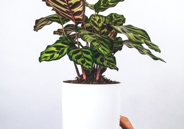 Het verzorgen van de Calathea